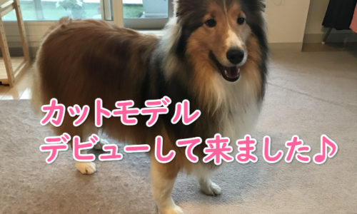 犬　カットモデル　札幌