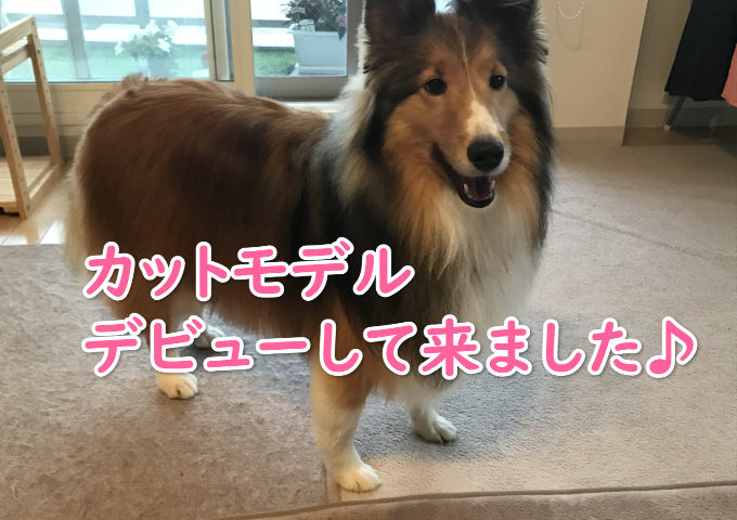 犬　カットモデル　札幌