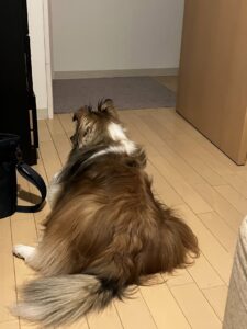 犬の自動給餌機