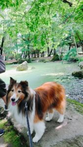 帯広神社　ペット