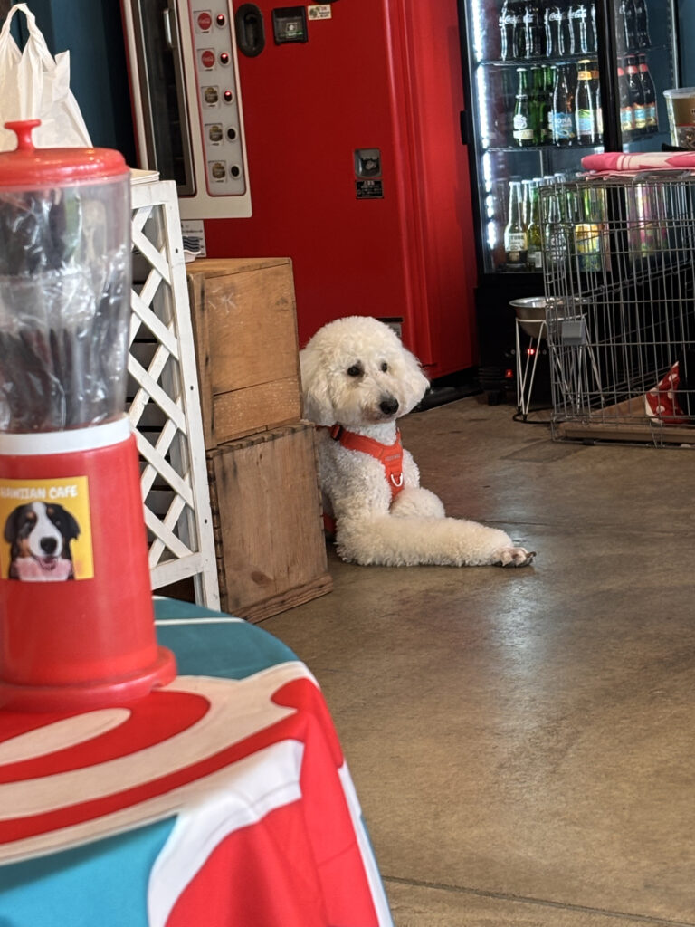 銭函 犬 カフェ