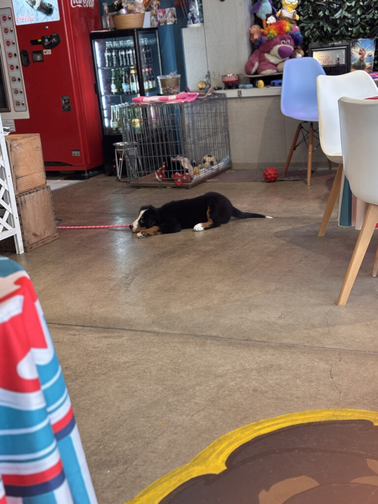 銭函 犬 カフェ