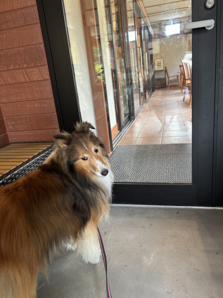 定山渓　ペット　ランチ