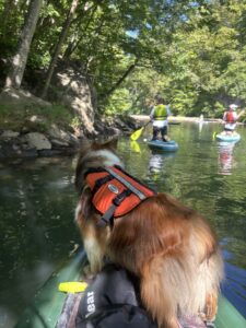 札幌近郊　SUP　犬