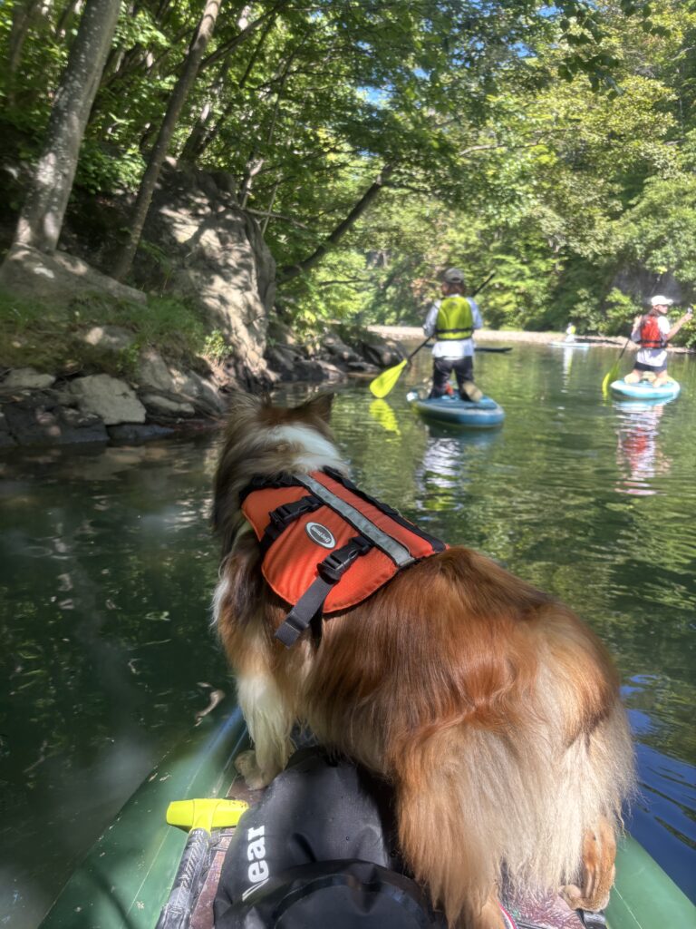 札幌近郊　SUP　犬