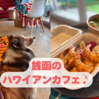 銭函　犬　カフェ