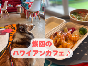 銭函　犬　カフェ
