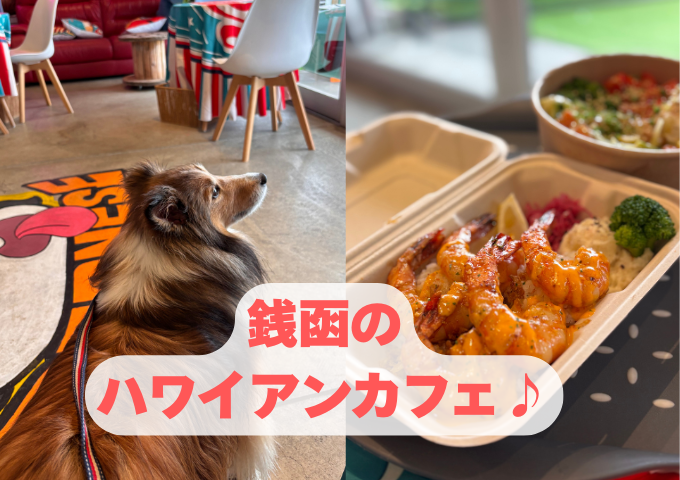 銭函　犬　カフェ