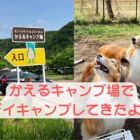 札幌近郊　キャンプ　犬連れ