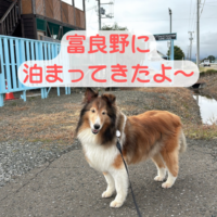 富良野　犬と泊まれる　コテージ