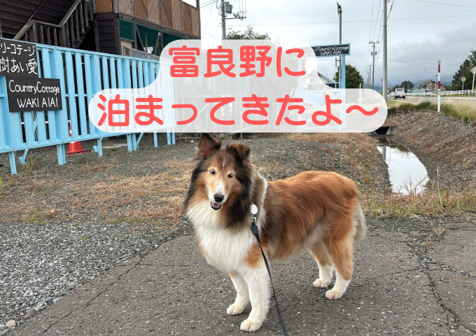 富良野　犬と泊まれる　コテージ